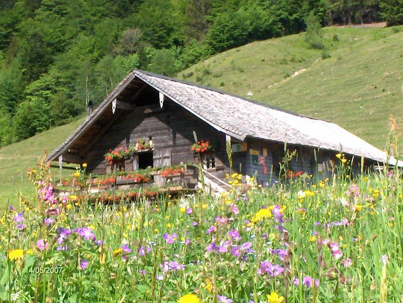 Mayerlehenhütte Matieschek Hintersee Blumenwiese