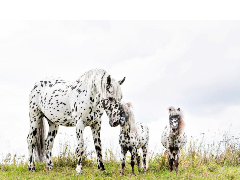 HTC Hellmayr Stadl-Paura