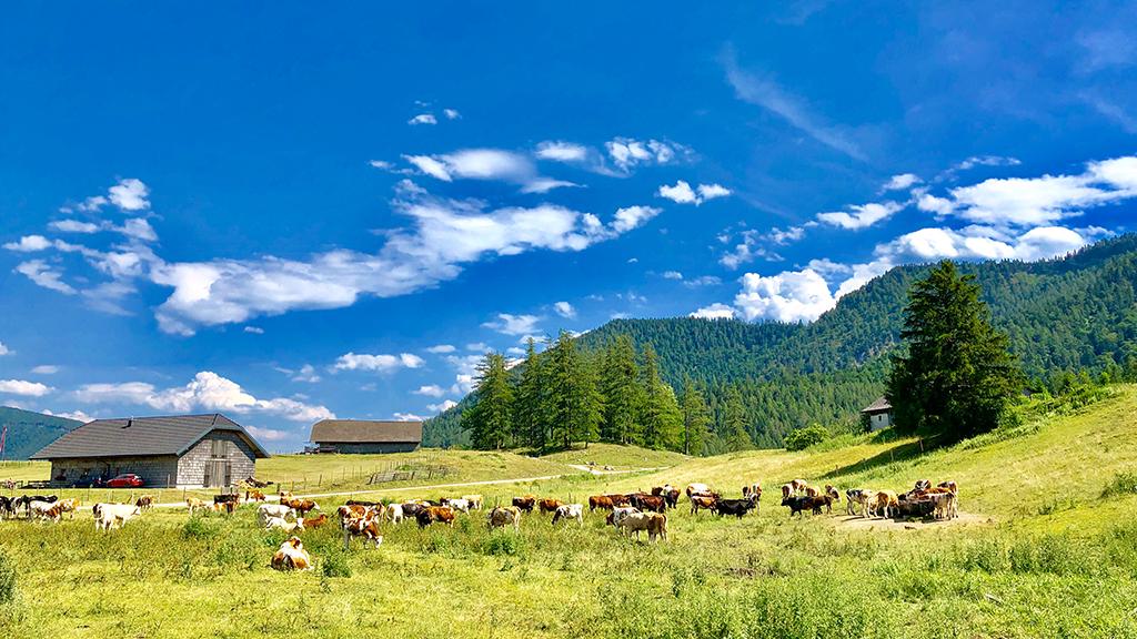 Almwirtschaft auf der Eisenauer Alm