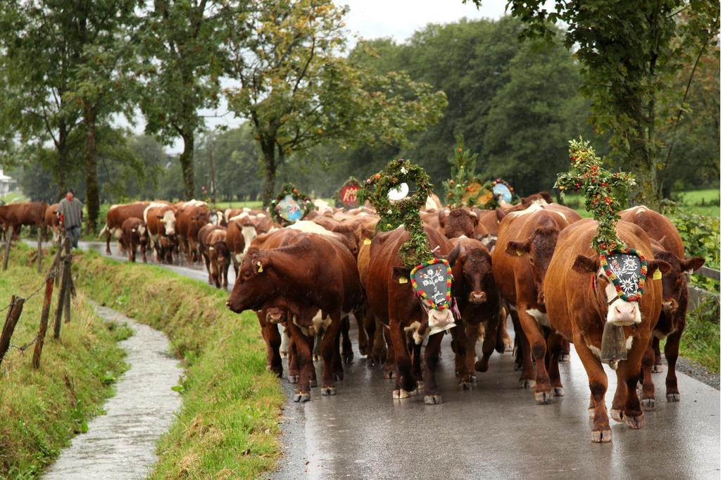 Almabtrieb