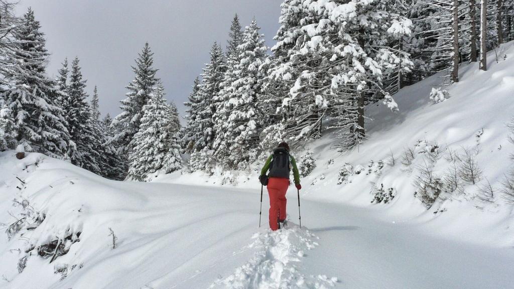 Meditatives Wandern auf Forstwegen