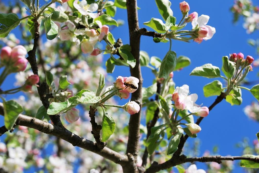 Apfelblüte