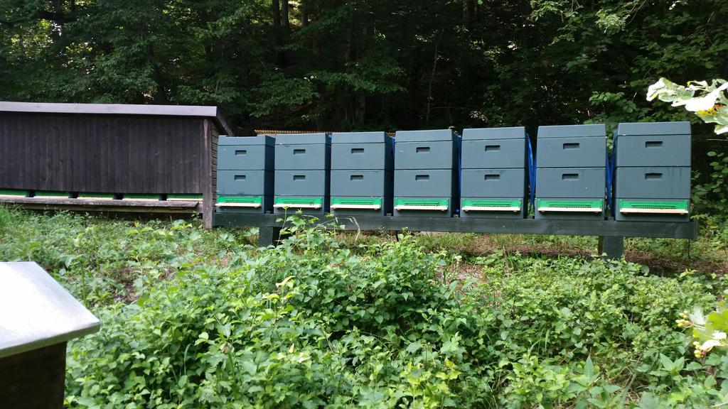 Bienenstand in Fürstenbrunn