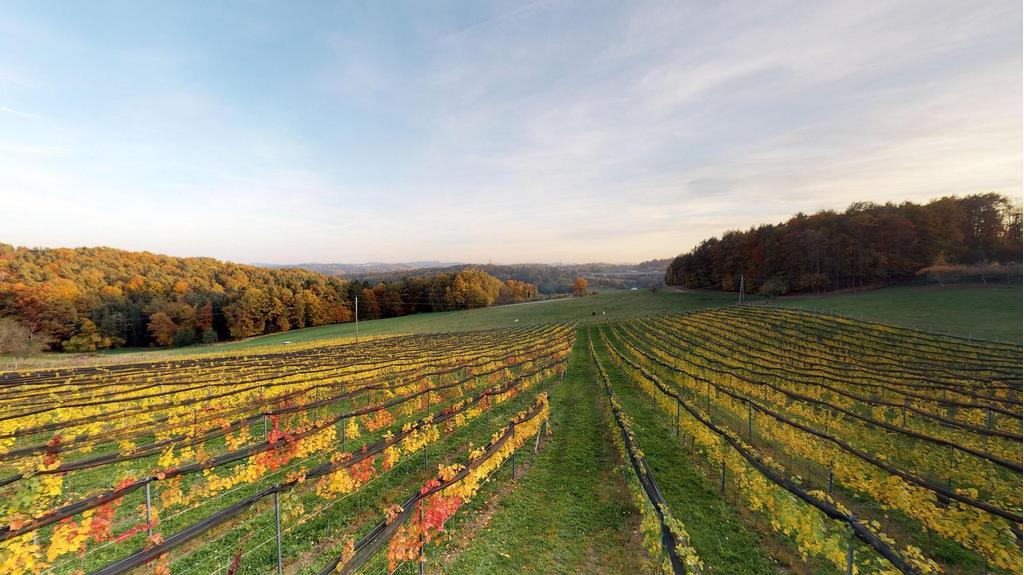 BuschenschankRamminger_Weingarten_Oststeiermark
