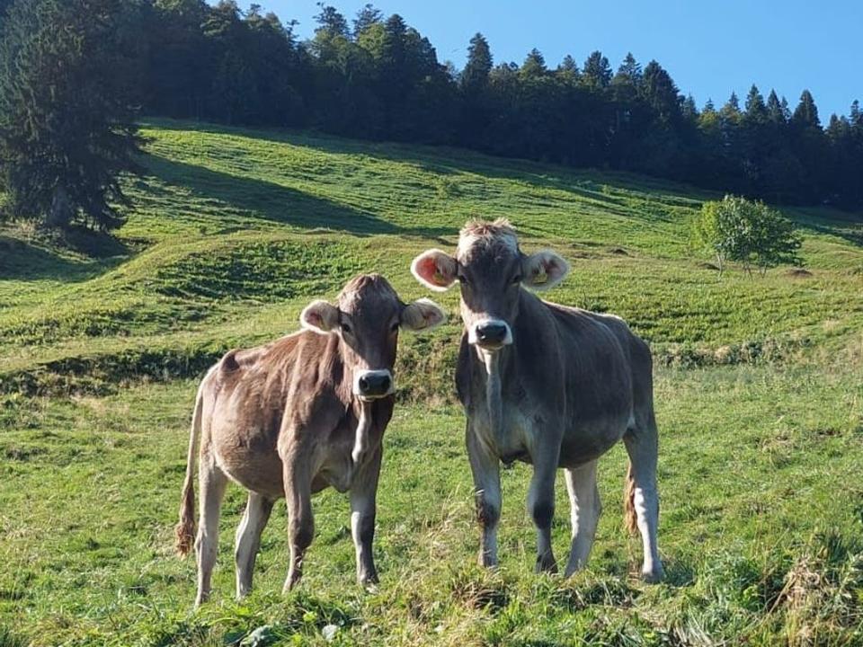 Kälber auf der Weide