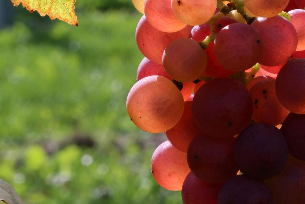 Weingut Marko Trauben