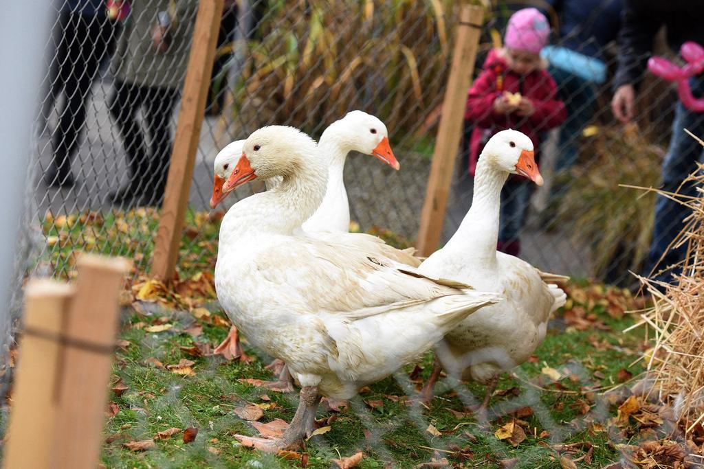 Martinimarkt_Gänse