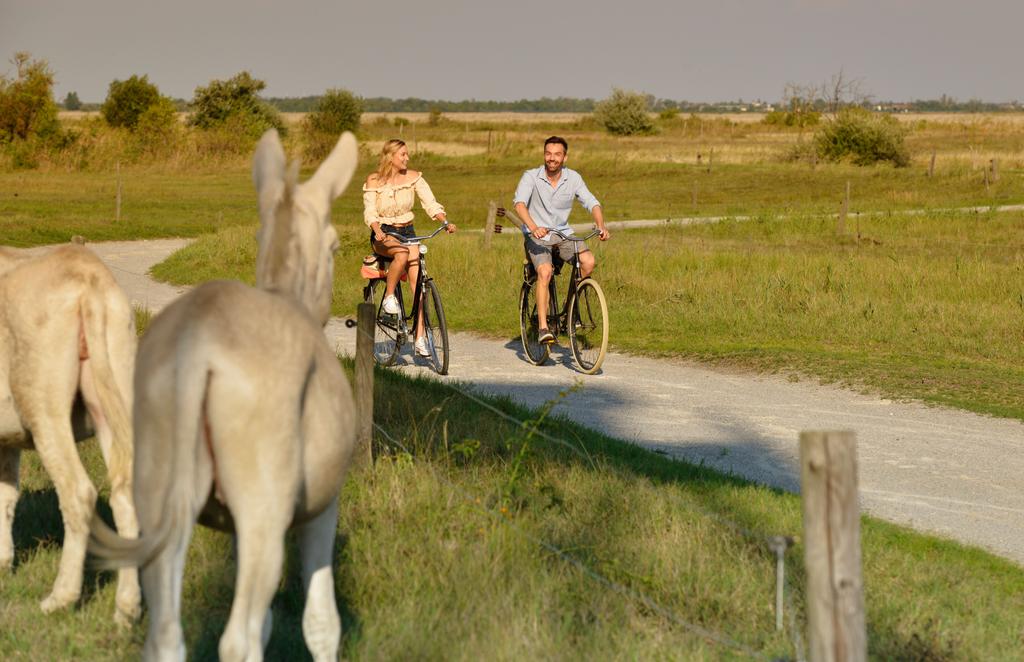Weiße Esel am Lackenradweg