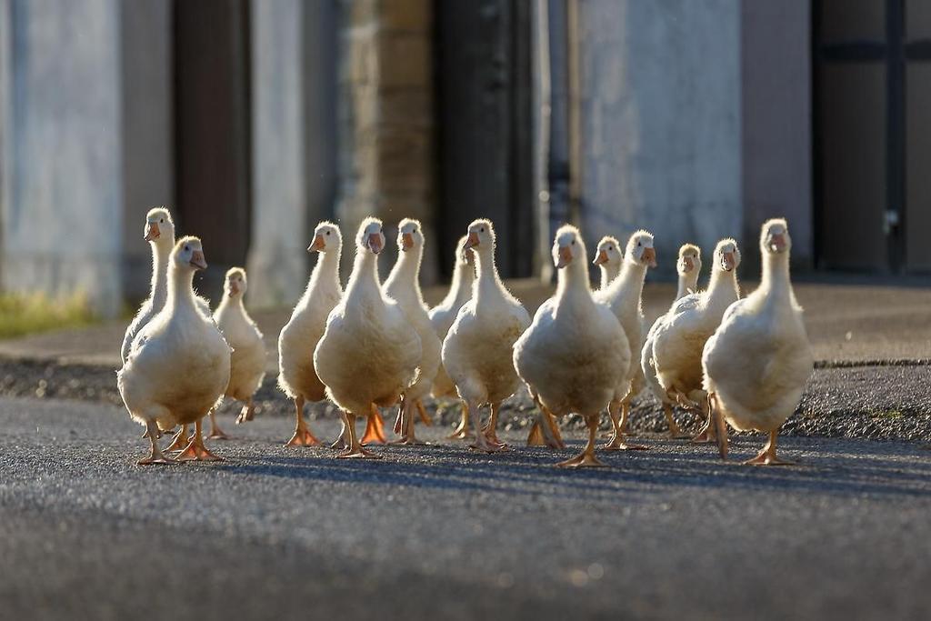 Gans Oggau