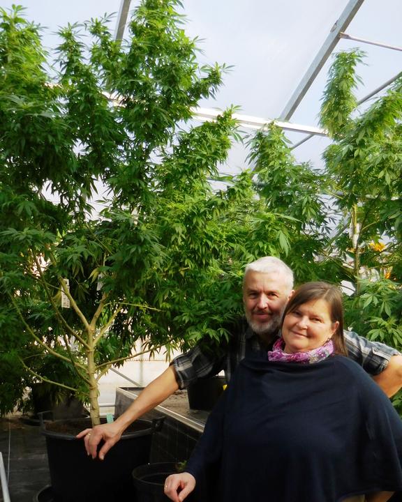 foto-cannabis-stockenhuber