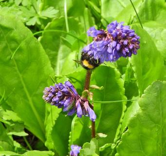 13 Die Wulfenia